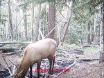 Wildlife Deer Elk Woodland Tree