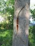 Tree shellbark hickory Trunk sweet birch Woody plant