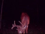 Darkness Organism Wildlife Night Deer
