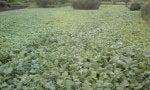 food plot 2.jpg