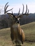 deer 043.jpg