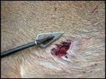 buzzcutexithole1004bladebuzzcut.jpg