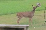 FeederDeerDeck-crop01.jpg