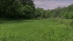 Lower food plot July.JPG