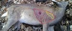 broadhead-wound1-720 - Copy.jpg